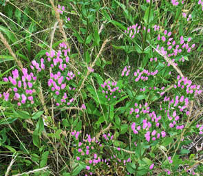 Centaurium erythraea